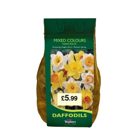 Net Pack Narcissi Mixed Colours - Pre-order